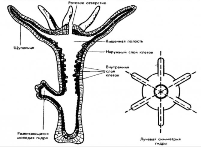 Kraken13 at сайт